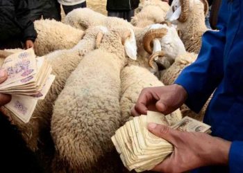 Ferme « Sainte Marie », commune d’El Hadjar : Ouverture d’un premier point de vente du mouton de l’Aïd   