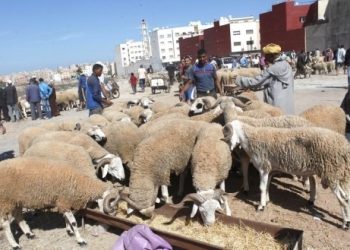 Acquisition du mouton de l’Aid-El-Adha : De nombreuses familles ‘’ s’en passeront’’ à Guelma