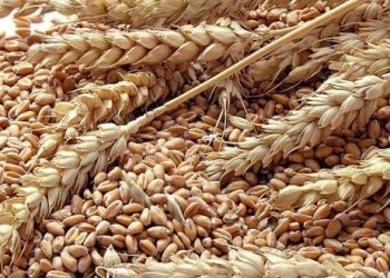 Les cultures céréalières détruites à Guelma : 10% des prévisions sauvées des intempéries