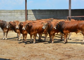 BERRICHE (OEB) : Une région favorable pour l’élevage de bovins et ovins