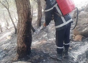 Grâce au plan ORSEC de la Protection civile : Plusieurs feux maîtrisés à Batna