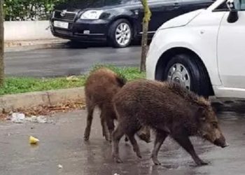 Sangliers, chiens errants, rats et serpents : Une jungle urbaine dans plusieurs quartiers d’Annaba