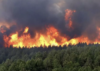 Bilan des feux de forêts : 3,5 hectares de pertes