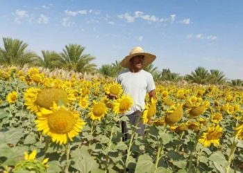 Campagne de la récolte du tournesol à Annaba : Des résultats encourageants pour une première 