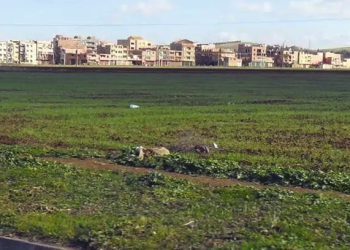OUM EL-BOUAGHI : Déchets durs, une menace pour les terres agricoles