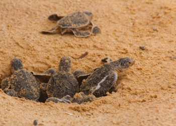 Des tortues Caouannes en éclosion : Evénement écologique majeur à Oued Zhor