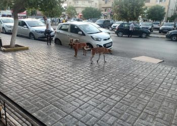 La cité Kouba envahie par les chiens errants : Les habitants très inquiets