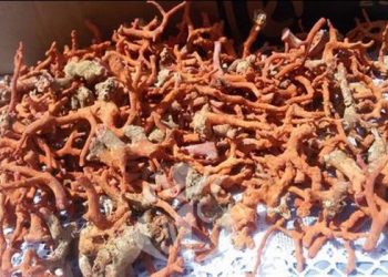 Malgré les nombreux barrages dressés : Le trafic de corail s’intensifie sur l’axe Annaba-El Kala