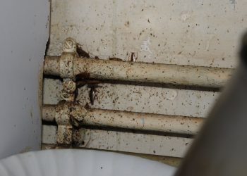 Cité des 1276 logements (Plaine ouest) : Les cafards envahissent les immeubles