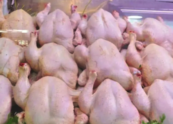 Marché couvert de Daksi (Constantine) : Des poulets égorgés dans des conditions ahurissantes