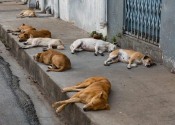 Annaba, El Bouni, et Sidi Amar : Opération de lutte contre les chiens errants… est-ce suffisant ? 