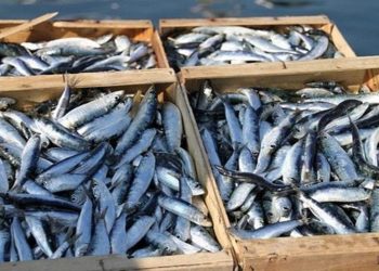 AIN BEIDA : La sardine à 900 DA !
