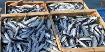 AIN BEIDA : La sardine à 900 DA !