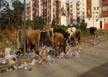 Cité des 400 logements de Sidi Amar : Triste constat d’insalubrité !