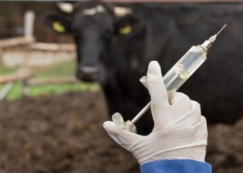 Campagne de vaccination contre la fièvre aphteuse : 30.000 bovins protégés