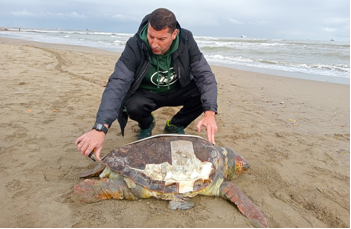 Jijel : Echouage d’une tortue Caouanne