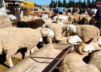 Vers une Gestion Optimisée de la Richesse Animale : Le lancement attendu du recensement du cheptel