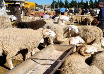 Importation de viandes rouges : Les éleveurs de la wilaya «mécontents»!