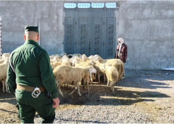 Un réseau spécialisé dans le vol du bétail appréhendé : Récupération de 140 ovins volés à Seriana (Batna)
