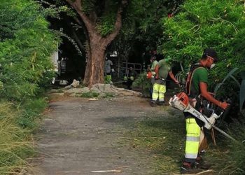 CADRE DE VIE A AIN BEIDA : L’élagage confié aux employés du Parc communal