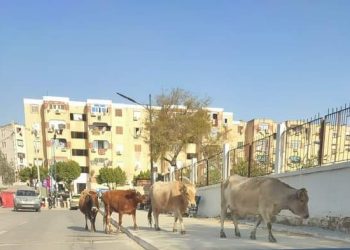 Démolition de 11 étables à Sidi Amar : Transfert des éleveurs vers la zone Boufernana