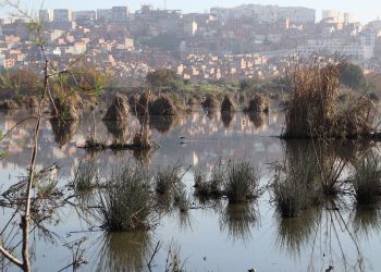 Préservation des zones humides : Projet de «La route des oiseaux» à Annaba