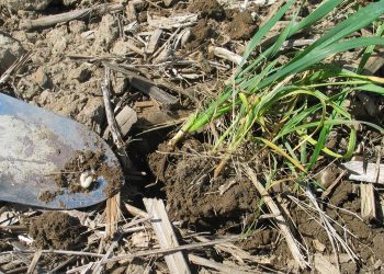 Saison agricole : Les vers blancs menacent les cultures de céréales