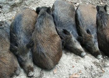 Eradication des sangliers à El Sarouel : Une initiative pour assurer la sécurité des habitants