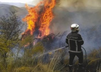 Intense préparation à l’approche de l’été : Annaba anticipe les risques d’incendies