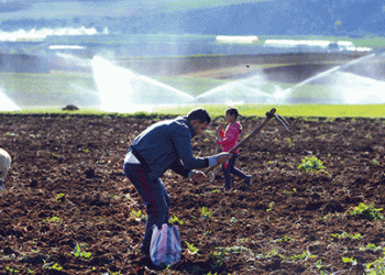 Le défi du recensement agricole général : Optimiser et orienter les actions et les investissements