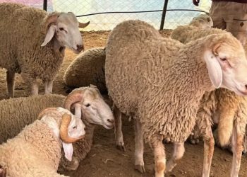  Pour faire face à une flambée du prix du mouton : 36 points de vente autorisés à travers la wilaya