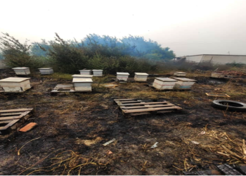 Incendie à El Hadjar : Un champ de blé et des ruches sauvés