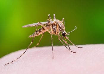 Lutte contre la propagation de la fièvre du Nil occidental : Opération d’assainissement à la cité El Rym