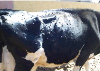 Dermatose nodulaire contagieuse bovine : Propagation suspecte de la maladie à Annaba