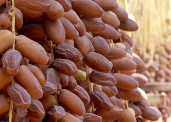 Renforcement de l’exportation des dattes : Des contrôles rigoureux à Biskra