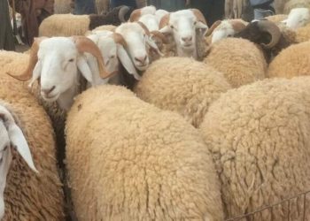 Acquisition du mouton l’Aïd El-Adha importé : Le personnel de l’APC d’Annaba appelé à s’inscrire