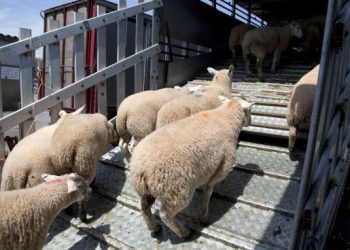 Importation de moutons de l’Aïd : Les rotations s’accélèrent