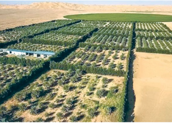 Entre tradition, innovation et pari sur le bio​ : El Oued, le miracle vert du désert