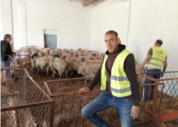 Meskiana : Début de la vente des moutons importés
