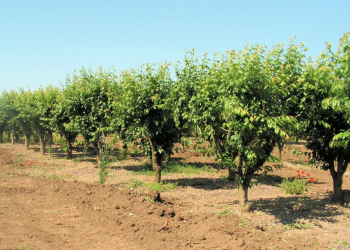 OUED NINI (F’KIRINA) : Encourager l’arboriculture