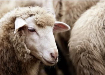 JIJEL : Engouement pour les moutons importés