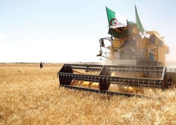 Sous le signe de la performance et de l’engagement : Coup d’envoi de la campagne agricole à Ouled Djellal