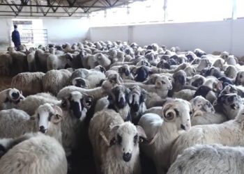 Biskra : Opération de vente des moutons importés pour l’Aïd
