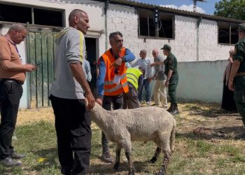 Vente de moutons à Kherraza :L’opération démarre bien !