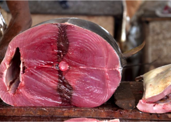 Thon rouge : Pêche ultra-contrôlée et des prix en baisse