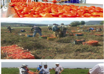 Wilaya d’El-Tarf : Leader national de la tomate industrielle