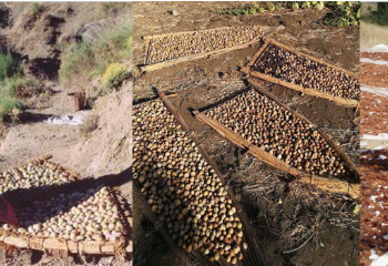 Une tradition de saison : Le séchage des figues 