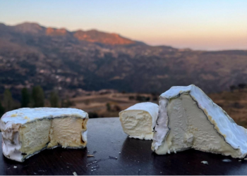 Du terroir aux podiums  : Les artisans fromagers en ascension