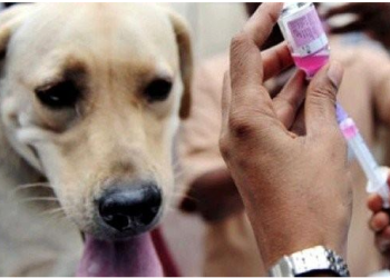 La rage : Une maladie toujours endémique