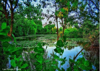 Préservation du vivant  : Une Banque des Gènes pour sécuriser la biodiversité